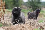 BOUVIER DES FLANDRES 186